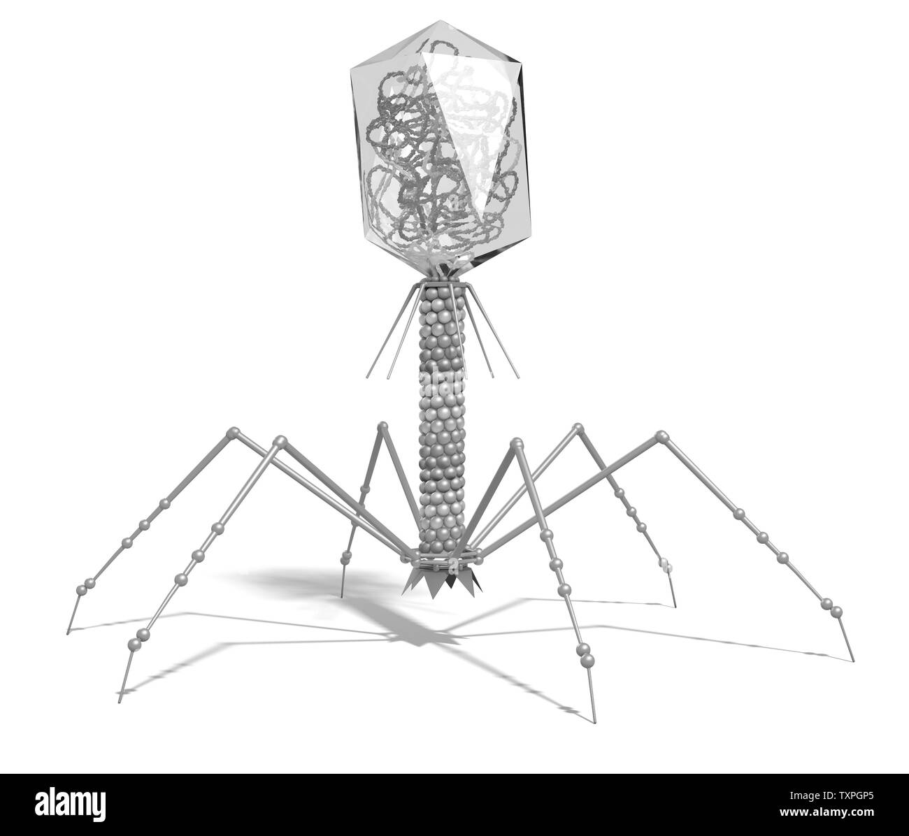 Abbildung mit einem Bakteriophage mit DNA auf weißem Hintergrund Stockfoto