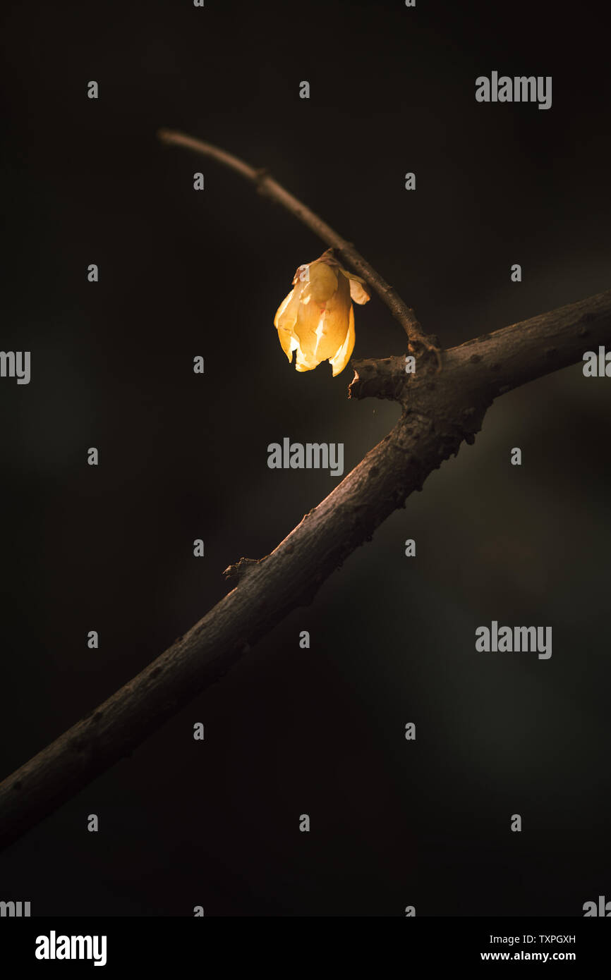 Blume Stockfoto