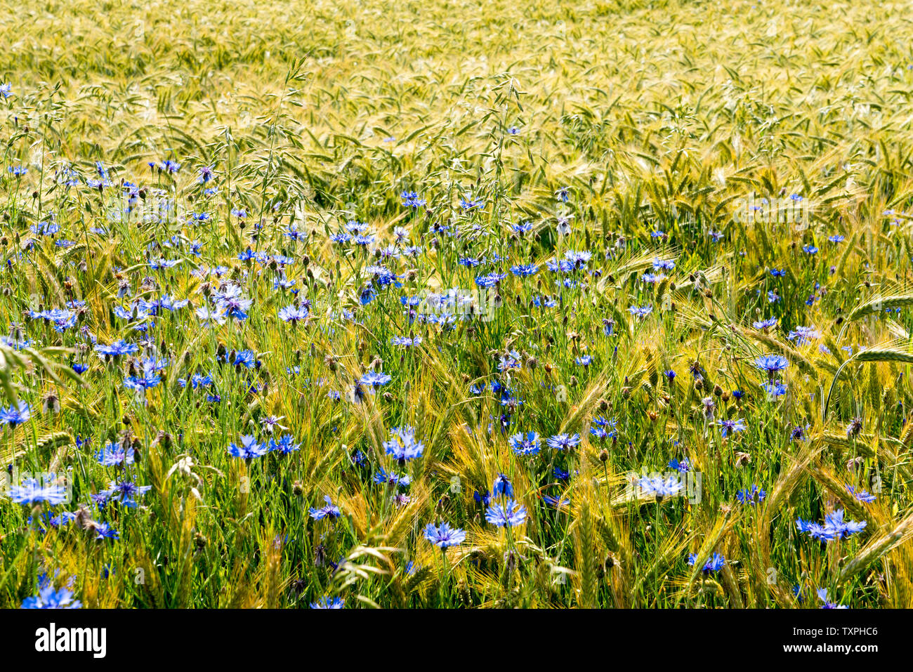 Kornblume in einem Gerstenfeld, in der Nähe der Oberweser, Weserbergland, Nordrhein-Westfalen, Hessen, Deutschland Stockfoto