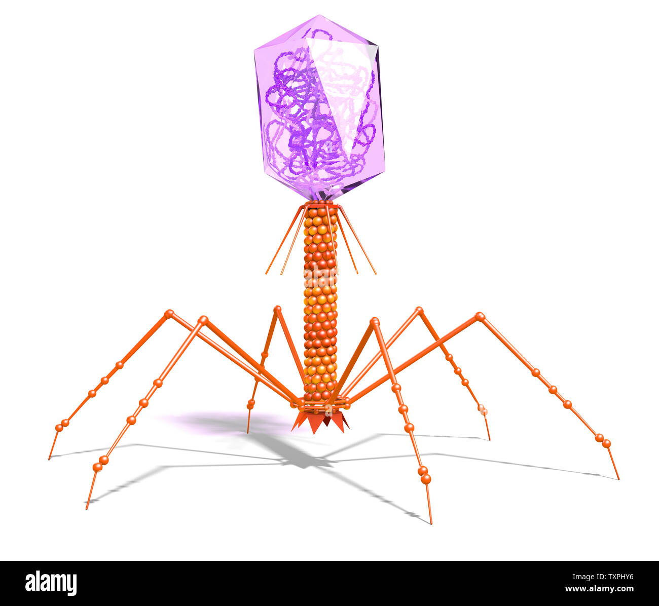 Abbildung mit einem Bakteriophage mit DNA auf weißem Hintergrund Stockfoto
