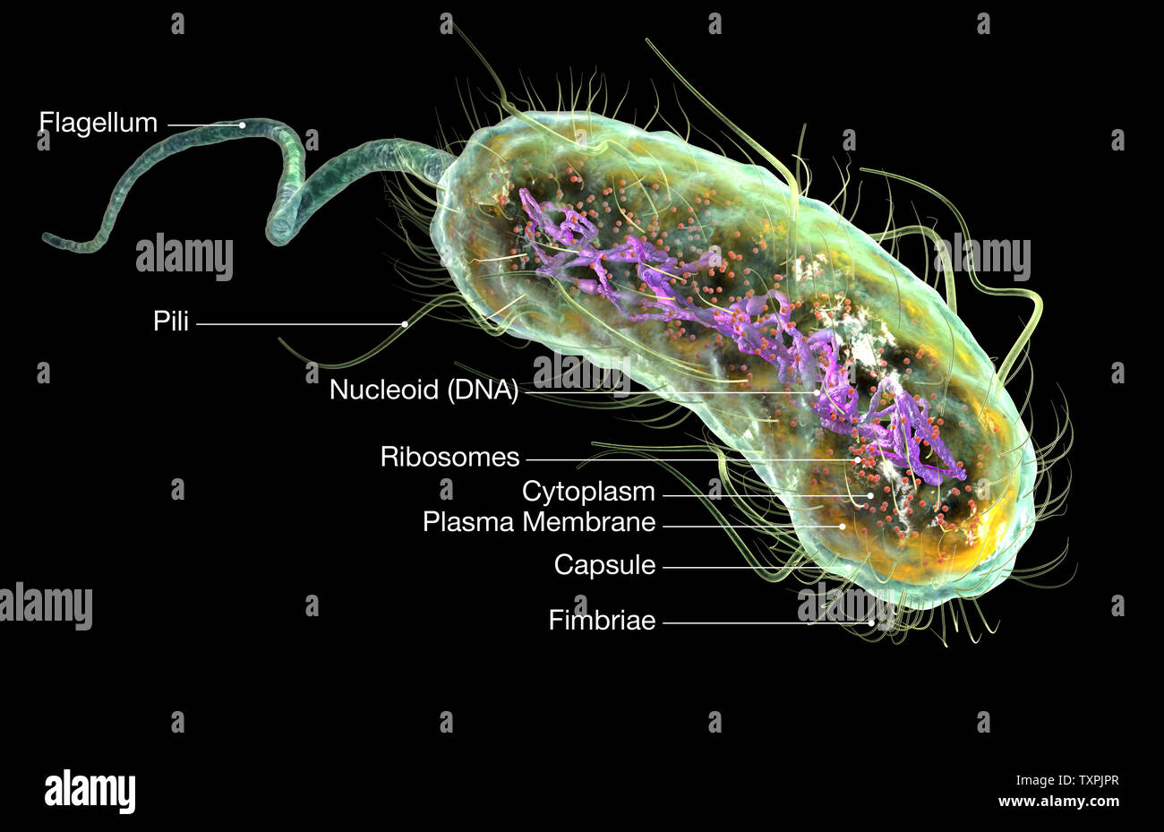 Abbildung: Escherichia-coli-Bakterien (E. coli) mit Vorstrafen (DNA), Ribosomen, Zytoplasma, Flagellum und Fimbriae Stockfoto
