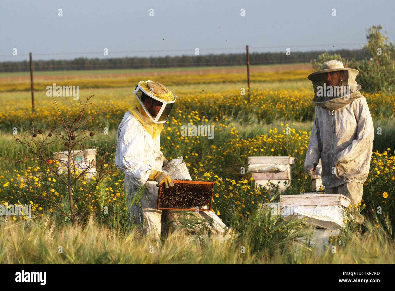 Imker prüfen ein Frame von Honigbienen auf dem Bauernhof von Ibrahem Shurab in der Stadt Khan Yunis im südlichen Gazastreifen, in der Nähe der israelischen Grenze am 9. April 2014. UPI/Ismael Mohamad Stockfoto