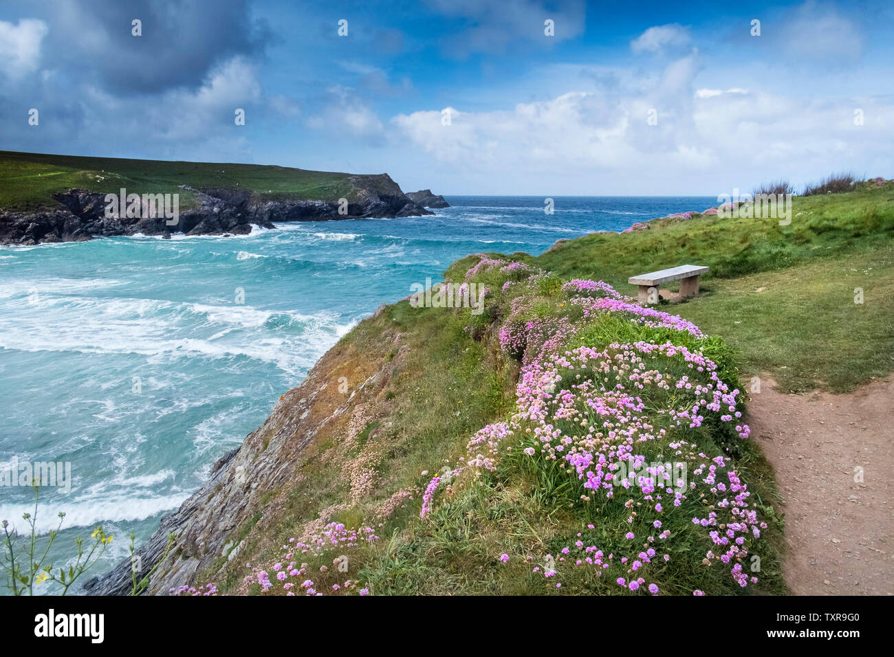 Meer Sparsamkeit Armeria maritima wächst an der Küste von Polly Porth Witz in Newquay in Cornwall. Stockfoto