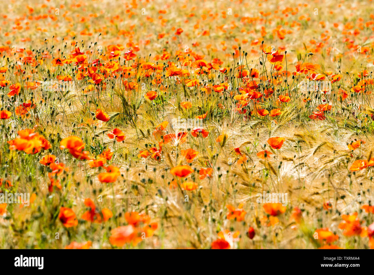 Gemeinsame roter Mohn, Maisfeld, in der Nähe der Oberweser, Weserbergland, Nordrhein-Westfalen, Hessen, Deutschland Stockfoto