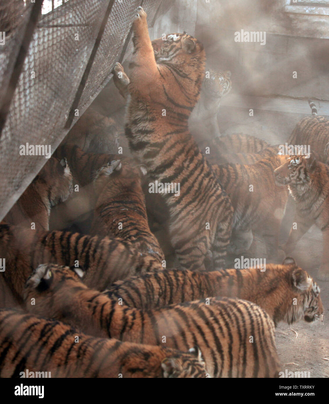 Sibirische Tiger, der größten Felid in der Welt, sind rohes Huhn an der  Sibirische Tiger Park in Harbin, der Hauptstadt der nördlichen China  Provinz Heilongjiang in der Nähe von Russland, 27. Februar