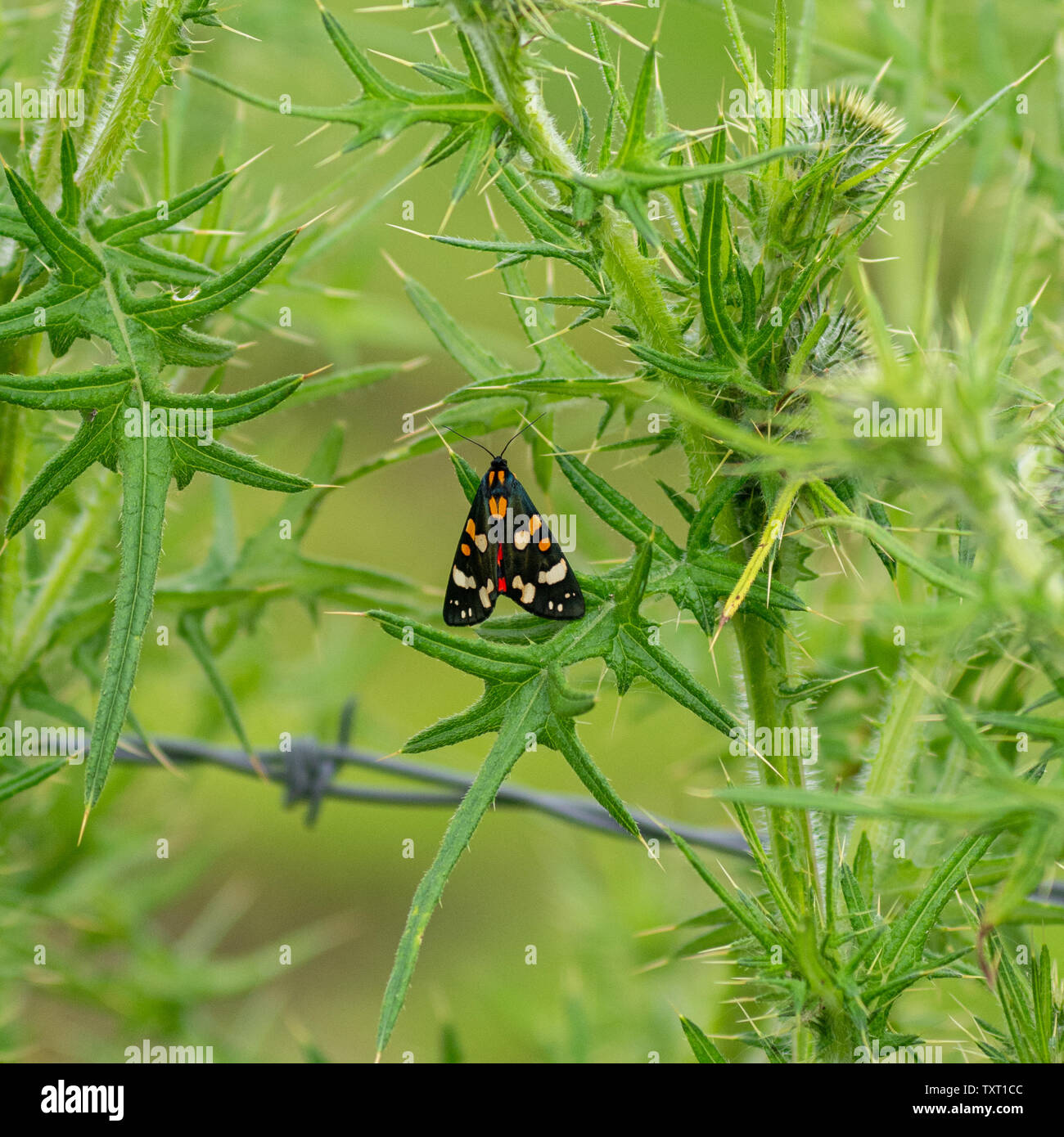 Scarlet Tiger Moth (Callimorpha dominula) in einer Hecke niedergelassen. Stockfoto