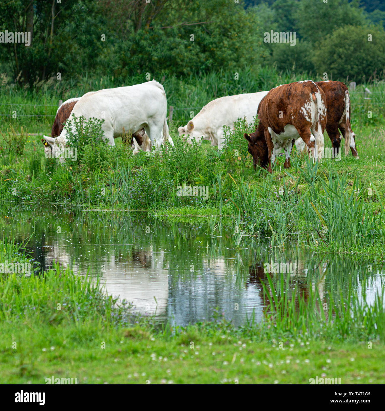 Braune und weiße Kühe stehen in einem Feld neben einem Fluss. Stockfoto