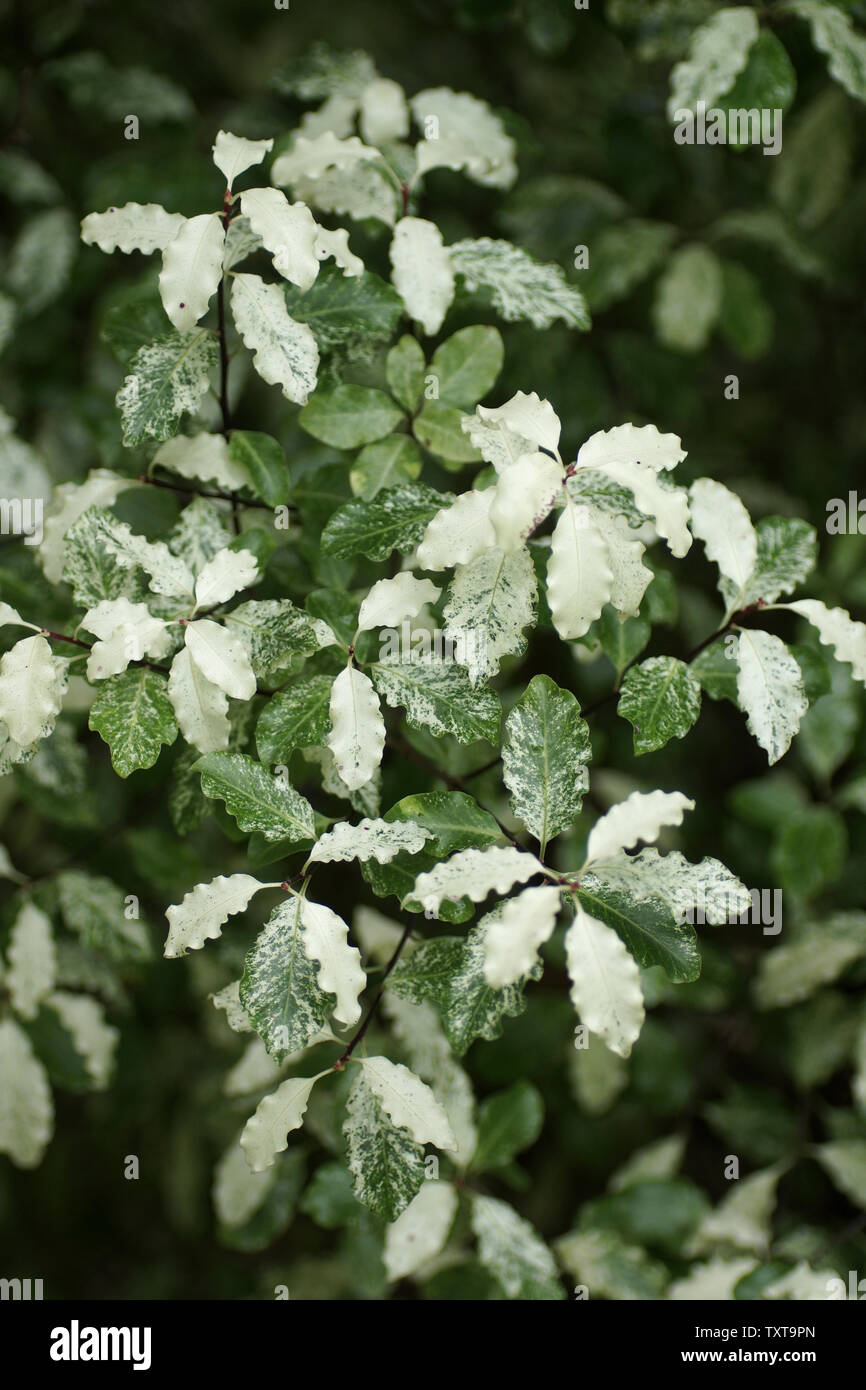 Pittosporum Tenuifolium "Irene Paterson" Stockfoto