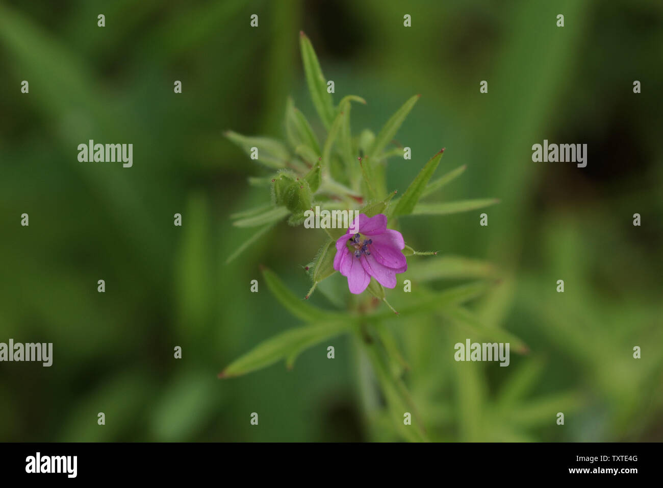 Geranium dissectum Stockfoto