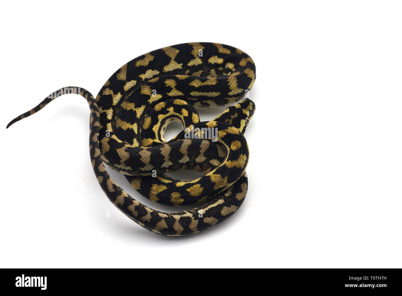 Diamantpython morelia spilota spilota -Fotos und -Bildmaterial in hoher ...