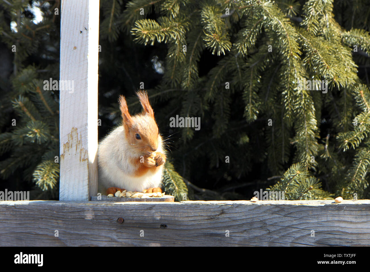 Ein glückliches Eichhörnchen, das ein paar Erdnüsse frisst, hat Touristen hinterlassen Am Karakol Skigebiet in Kirgisistan Stockfoto