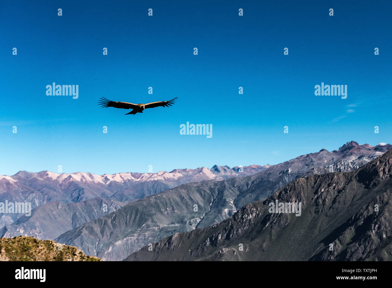 Ein spektakulärer Aussichtspunkt im Colca Canyon, Peru zu leben Kondore beobachten. Stockfoto