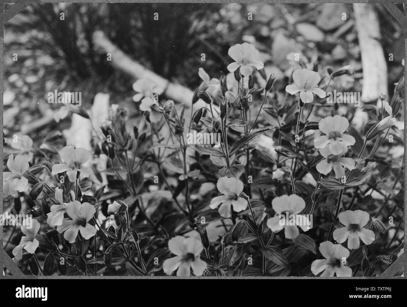 (Mimulus Lewisii) Affe Blume; Allgemeine Hinweise: hell-rosa. In Elwha Becken, Olympic National Forest gefunden. Stockfoto