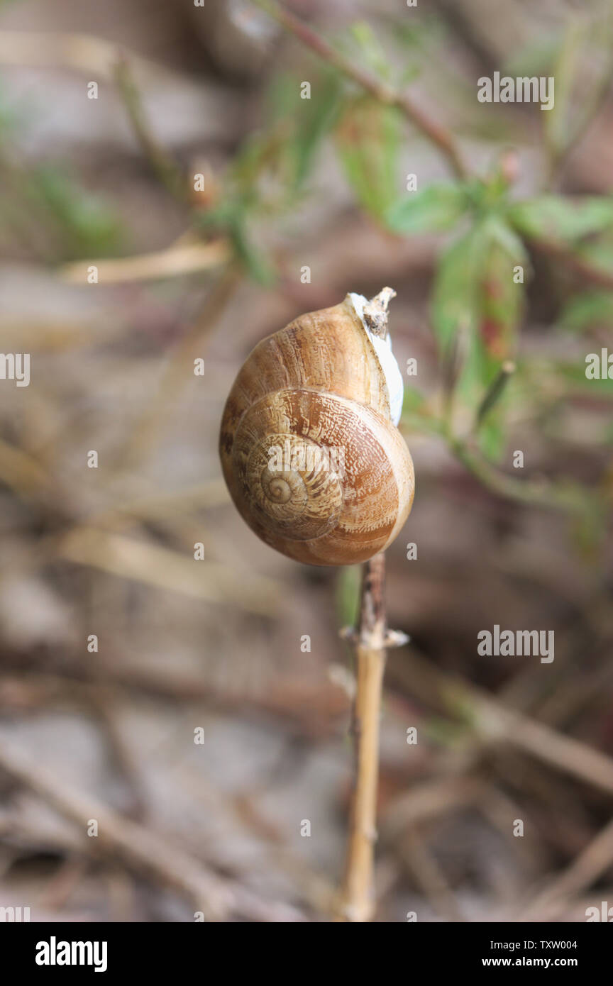 Eine braune Schnecke (Otala punctata) auf einem trockenen Grashalm im Feld hinauf Stockfoto