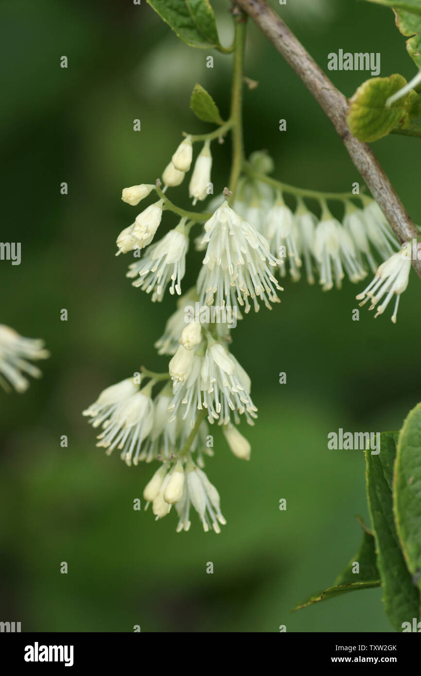 Pterostyrax hispidus Stockfoto