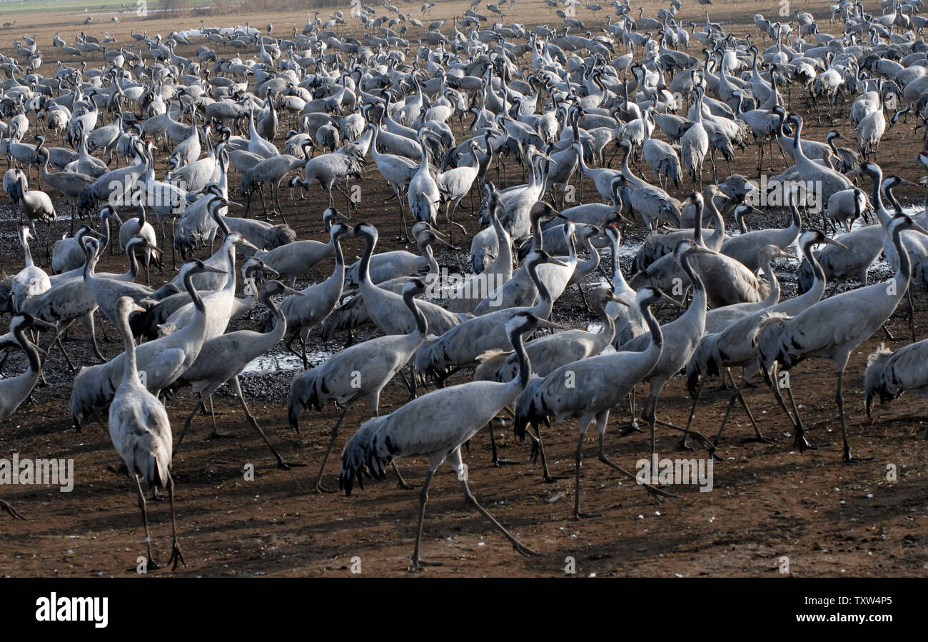 Migration von Krane Feed in ein Feld der Hula Agamon See Region im Norden Israels, 10. Februar 2008. Im Laufe des Jahres mehr als 500 Millionen Vögel von 390 Arten, durch Israel migrieren auf ihren Reisen von Europa nach Afrika. (UPI Foto/Debbie Hill) Stockfoto