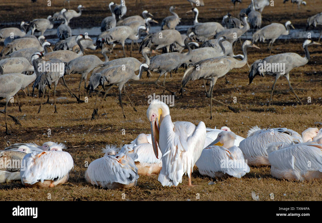 Migration von Kränen und Pelikane Feed in ein Feld der Hula Agamon See Region im Norden Israels, 10. Februar 2008. Im Laufe des Jahres mehr als 500 Millionen Vögel von 390 Arten, durch Israel migrieren auf ihren Reisen von Europa nach Afrika. (UPI Foto/Debbie Hill) Stockfoto