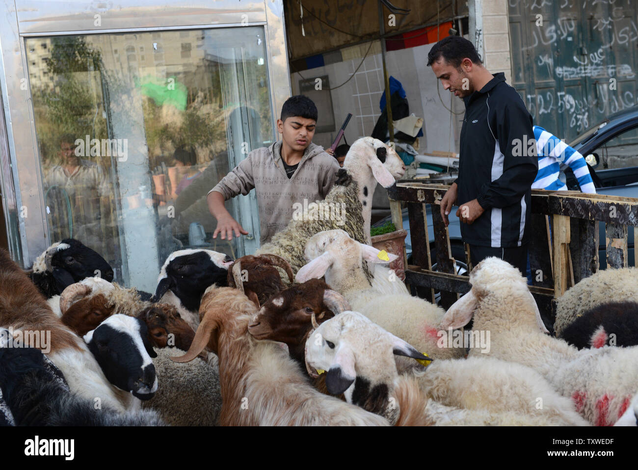 Muslim Slaughtering Sheep Stockfotos und bilder Kaufen Alamy