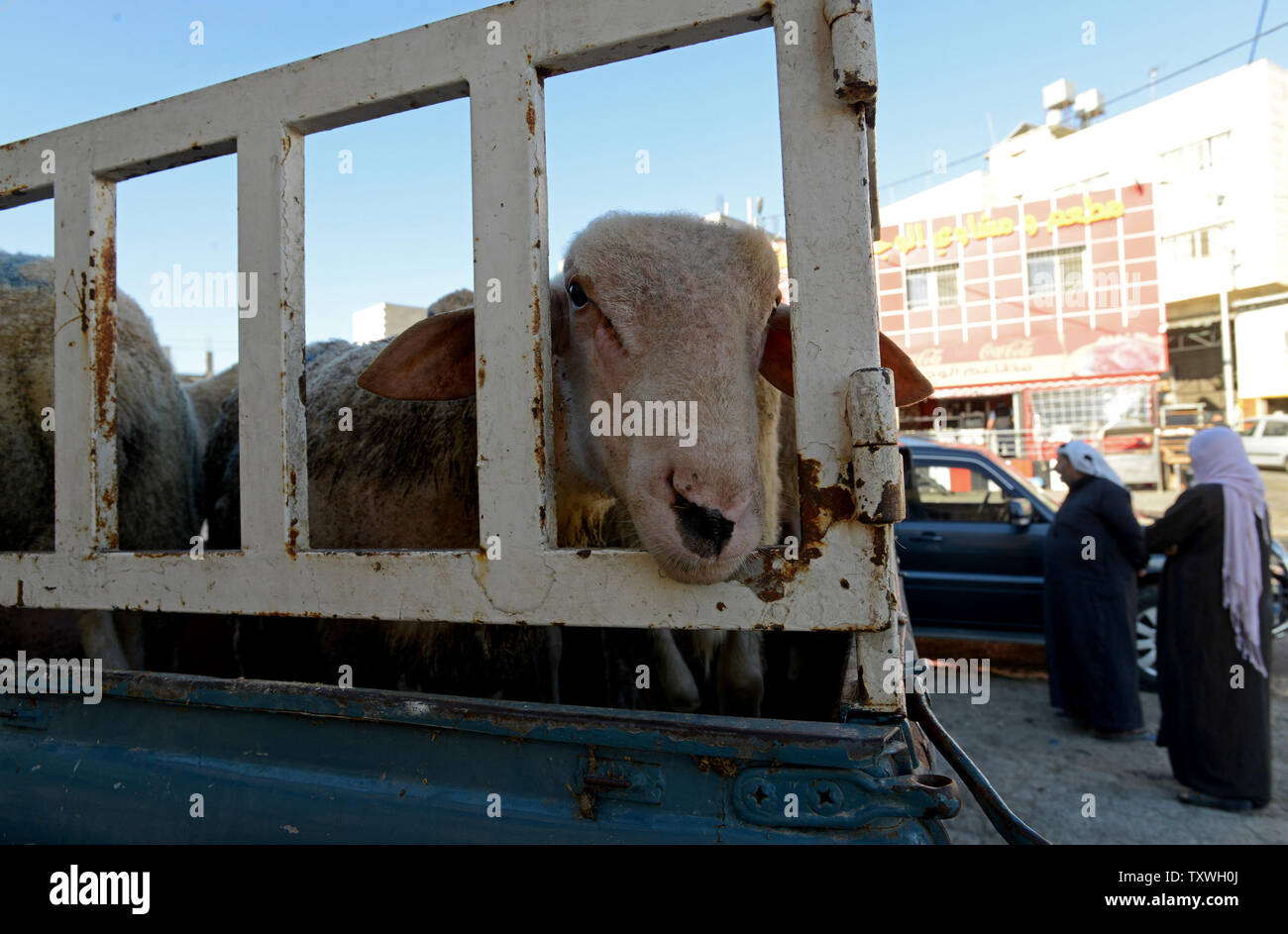 Ein Schaf wartet in einem Lkw durch palästinensische Muslime am ersten Tag des Eid al-Adha, hat keine bestimmte Zeitdauer und Festival in Hawawah in der West Bank, 15. Oktober 2013 geopfert werden. Muslime weltweit feiern die Eid al-Adha, hat keine bestimmte Zeitdauer durch Schlachtung Schafe, Ziegen, Kühe und Kamele auf die biblische Geschichte der Bereitschaft der Prophet Abraham seinen Sohn Ismail auf Befehl Gottes zu opfern gedenken. UPI/Debbie Hill Stockfoto