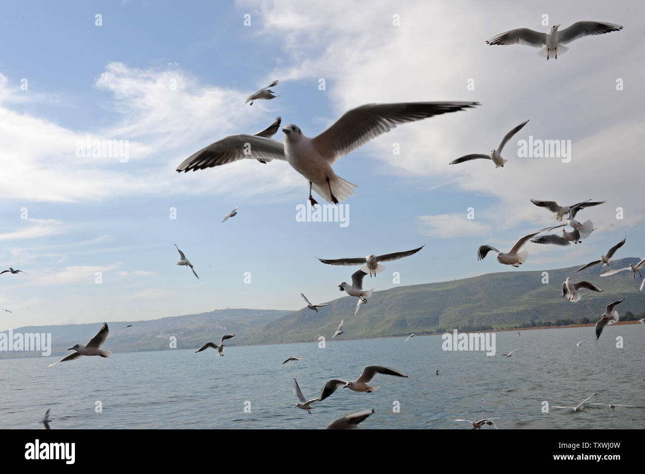 Eine Herde von Möwen fliegen über dem Meer von Galiläa im Norden Israels, 6. Februar 2014. Nach dem Internationalen Zentrum für Studien über den Vogelzug rund eine Milliarde Vögel, einschließlich 390 Arten, durch Israel jedes Jahr während der Migration. Zehntausende von Möwen durch Israel, die entlang der Syrian-African Rift Valley liegt, wie sie von Europa nach Afrika zu migrieren. UPI/Debbie Hill Stockfoto