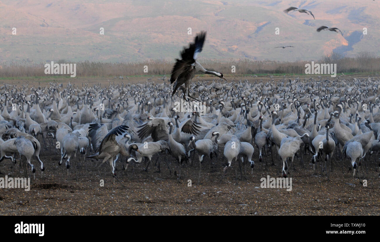 Tausende von Kranichen Winter in Agamon Hula im Norden Israels, 6. Februar 2014. Nach dem Internationalen Zentrum für Studien über den Vogelzug rund eine Milliarde Vögel, einschließlich 390 Arten, durch Israel jedes Jahr während der Migration. Rund 30.000 Kraniche quer durch Israel, die entlang der Syrian-African Rift Valley liegt, wie sie von Europa nach Afrika zu migrieren. UPI/Debbie Hill Stockfoto