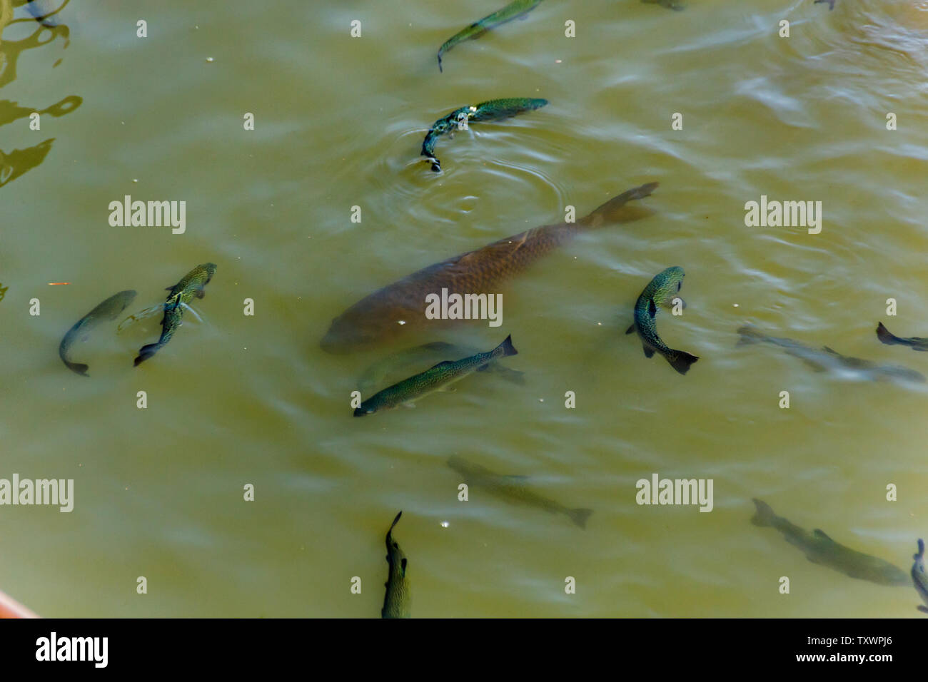 Große karpfen fisch durch die Herde der Süßwasserfische Forellen