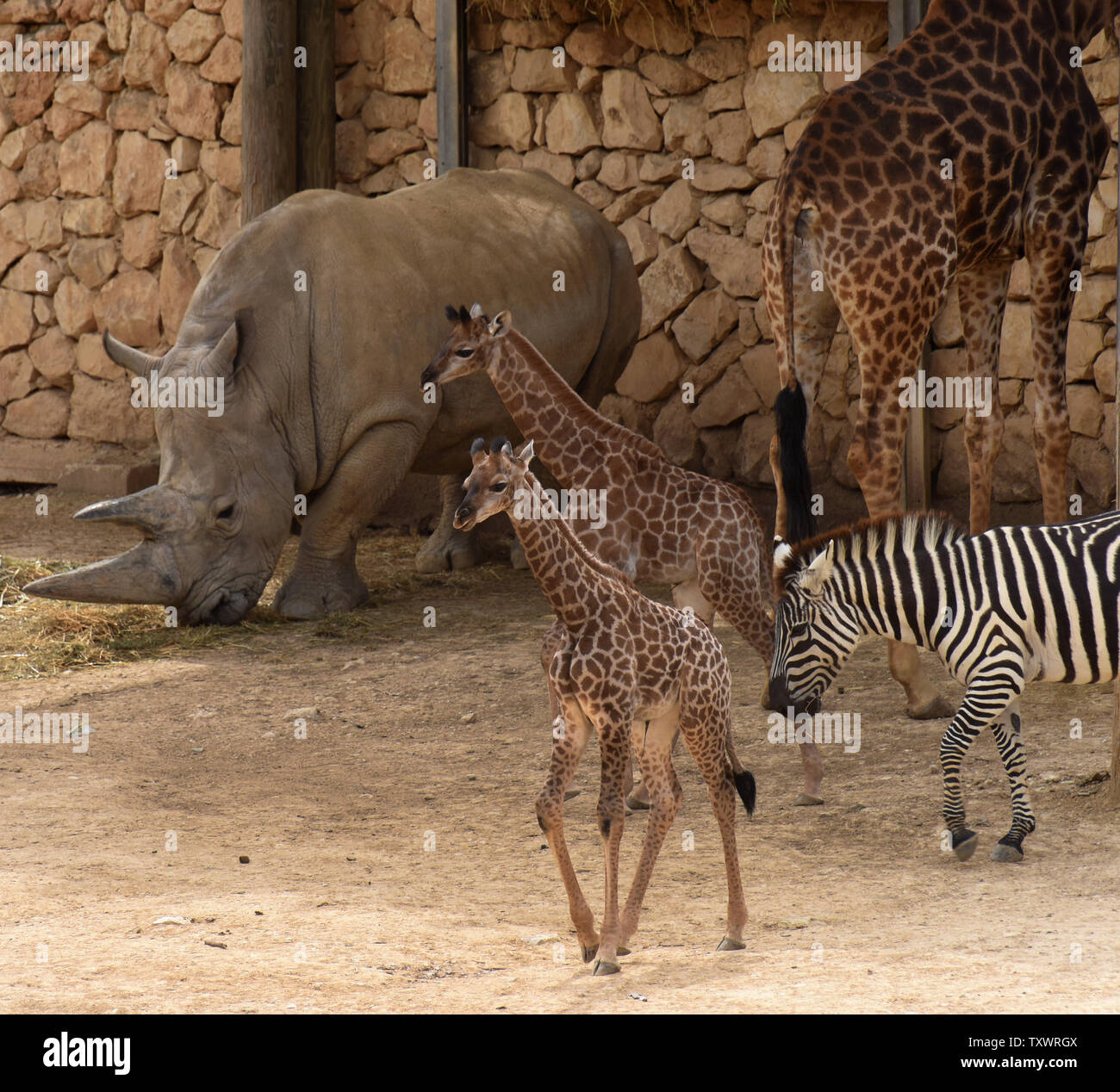 Zwei neugeborene Kälber South African Giraffe (Giraffa Camelopardalis giraffa) Spaziergang im afrikanischen Abschnitt der biblischen Zoo Jerusalem in Jerusalem, Israel, 24. März 2016. Die Kälber, Adis, zwei Wochen alten männlichen und Rotem, einen Monat alte Frau, wurden beide von Rio hervorbringen. Sie sind die dritte Generation von Jerusalem geboren Giraffen, deren Großeltern in einer Auktion in Südafrika erworben wurden. Foto von Debbie Hill/UPI Stockfoto