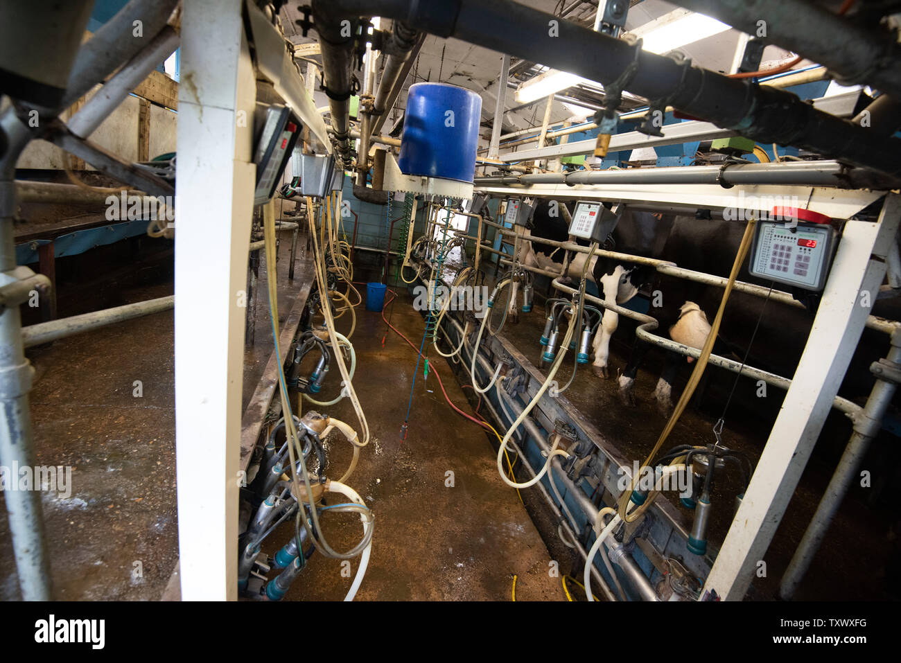 Mechanisierte Melken auf einer Molkerei in ländlichen Leicestershire, England Großbritannien Stockfoto