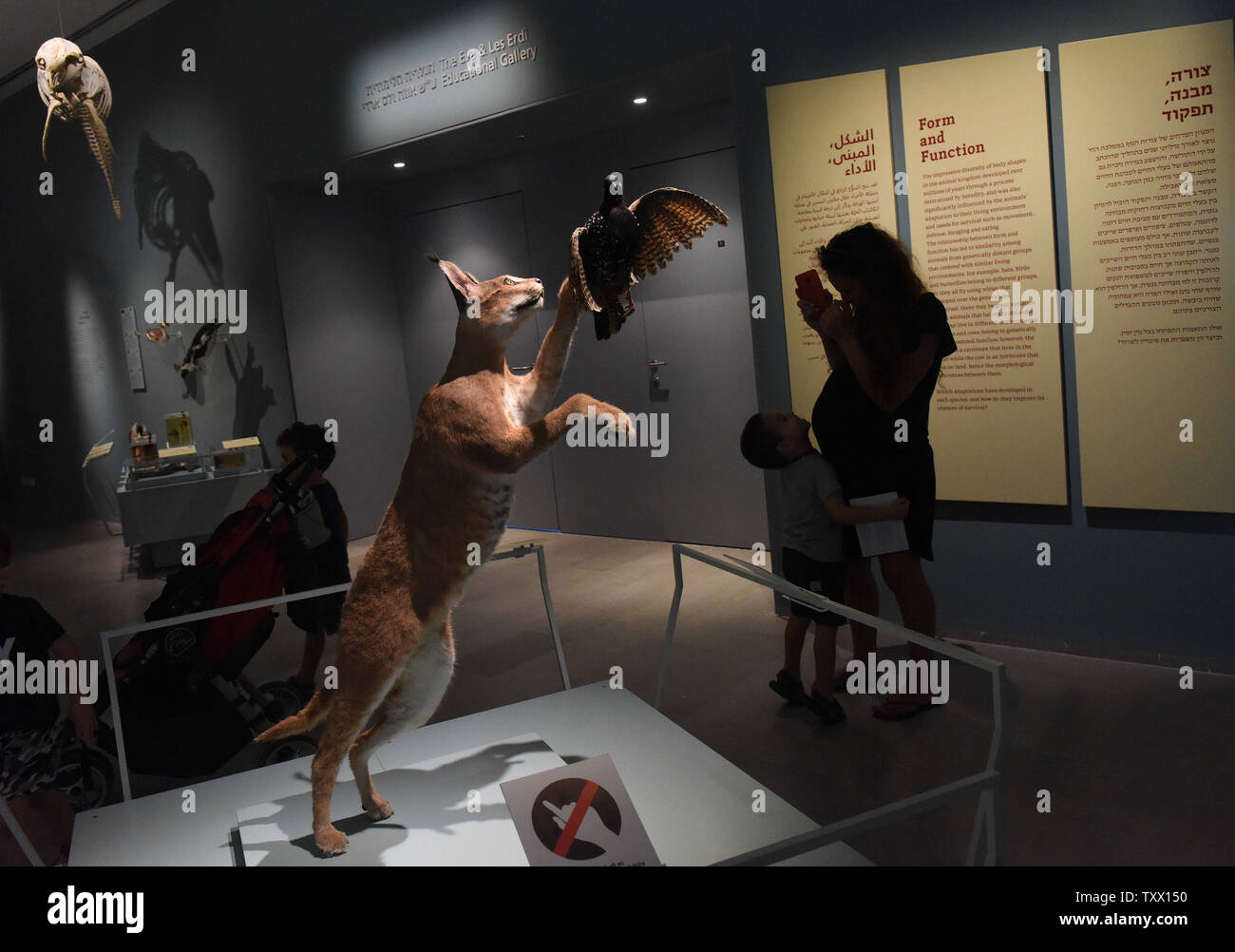 Besucher Blick auf ausgestopfte Tiere, die in den neu eröffneten Steinhardt Museum für Naturgeschichte an der Universität von Tel Aviv, Tel Aviv, Israel, 10. Juli 2018. Die Sammlung des Museums umfasst Israels nationalen naturhistorischen Sammlung mit mehr als fünf und eine halbe Million Exemplare von Fauna und Flora, die die Geschichte der biologischen Vielfalt aus verschiedenen Perioden in Israel und dem Nahen Osten erzählen. Foto von Debbie Hill/UPI Stockfoto