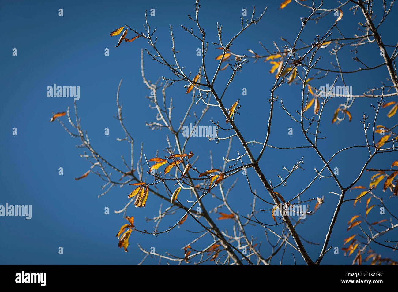 Baum im Zustand der Schlafenszeit im Winter mit nur sehr wenigen goldenen Blättern gegen den blauen Himmel, die einen Wechsel der Jahreszeit zeigen. Ansicht von unten. Stockfoto