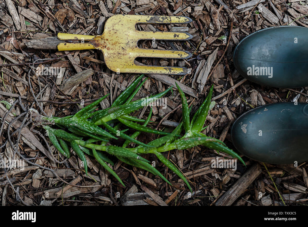 Draufsicht flache Anordnung von Trockenheit toleranten Sukkulenten Pflanzen und Gartengeräte gruppiert und auf Holzspänen im Garten gesetzt. Stockfoto