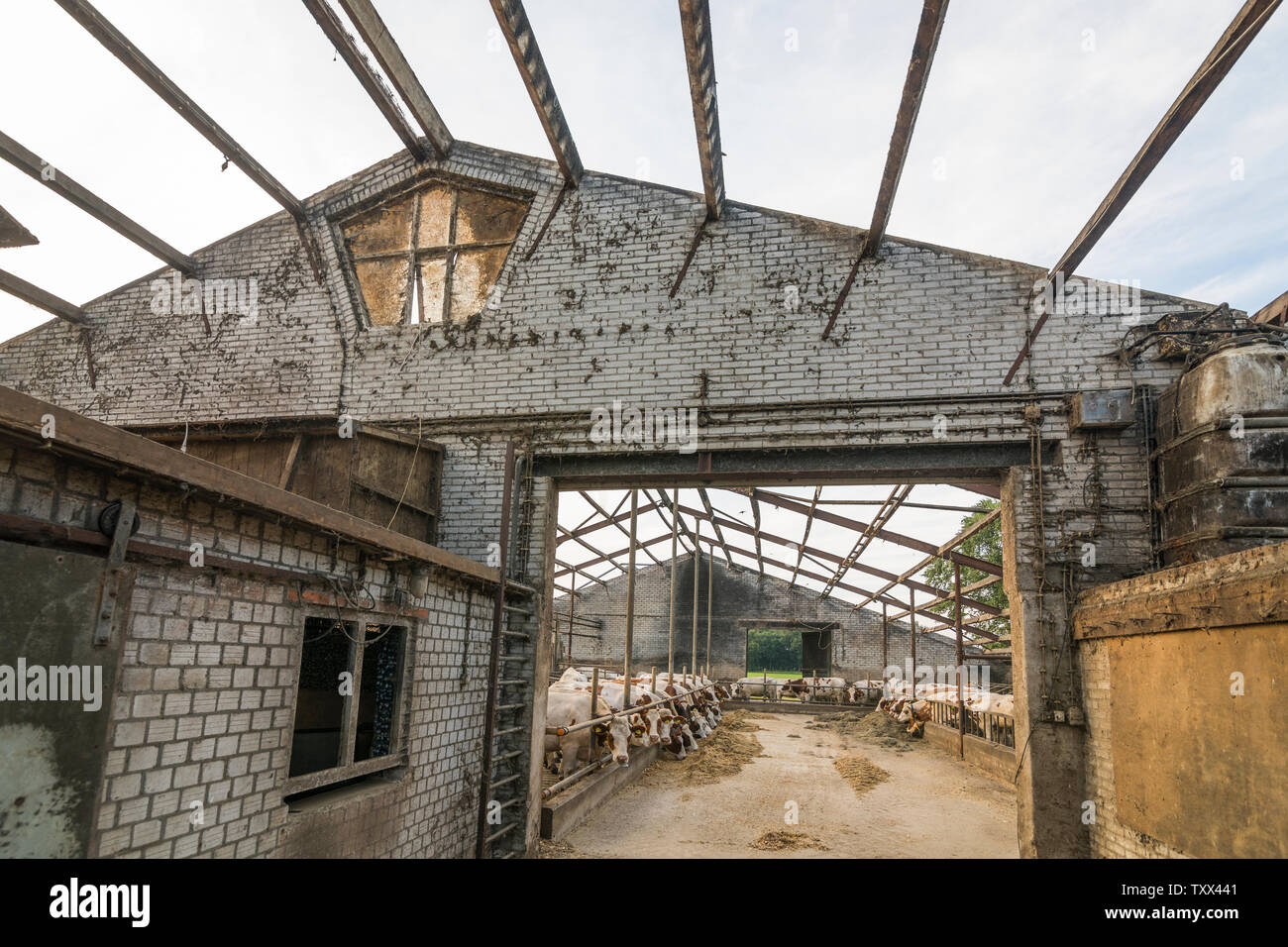 Bauernhaus mit entfernten Asbest bei der Renovierung des ein Kuhstall in den Niederlanden Stockfoto