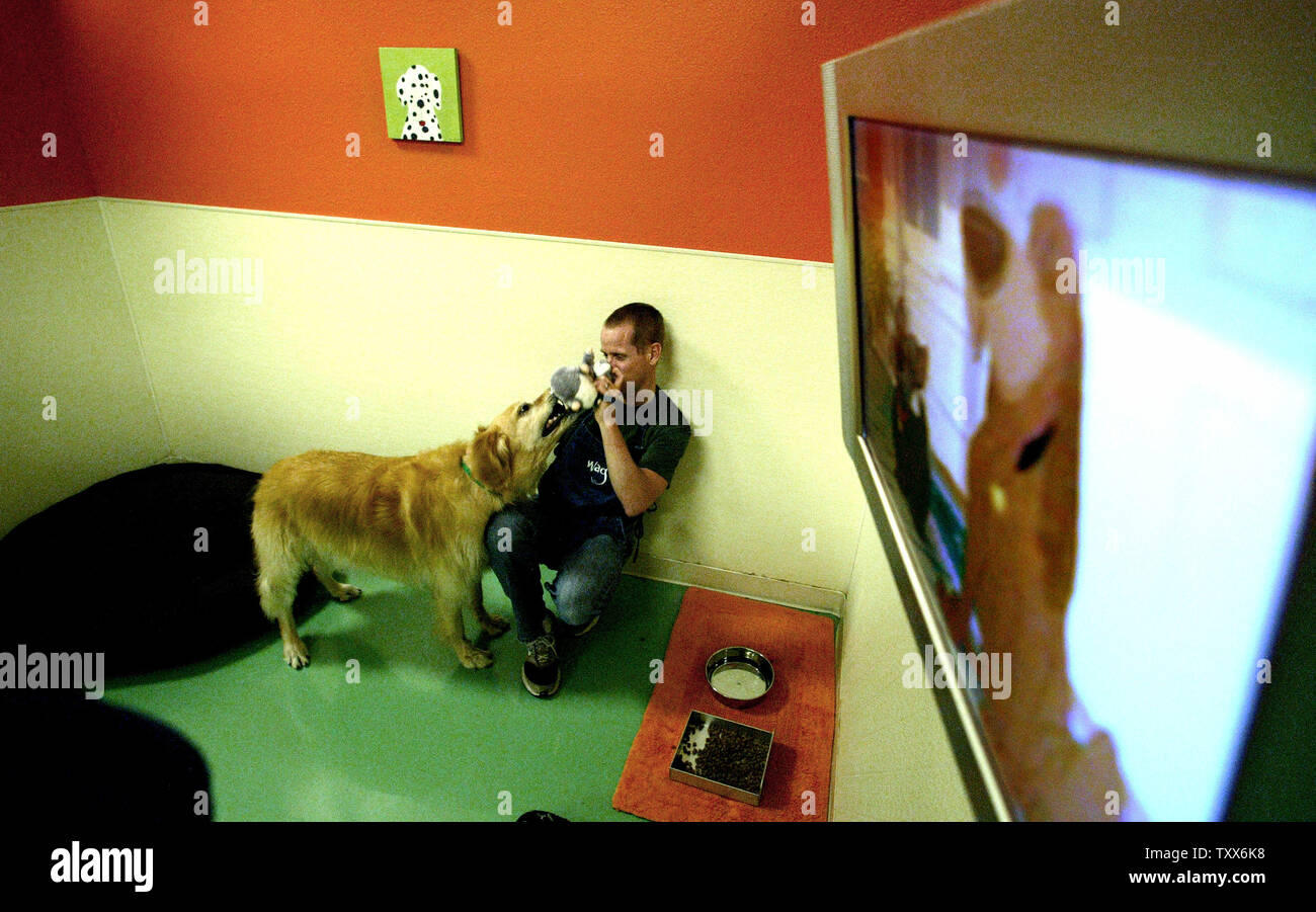 Shane Stent spielt mit "Wyatt" in seiner Suite, die mit einem TV, an der Wag Hotel in West Sacramento, Kalifornien, am 24. November 2006. Wag Hotel, ein luxuriöses Hotel Kette für Hunde und Katzen, die San Francisco Hotel im Dezember geöffnet. (UPI Foto/Ken James) Stockfoto