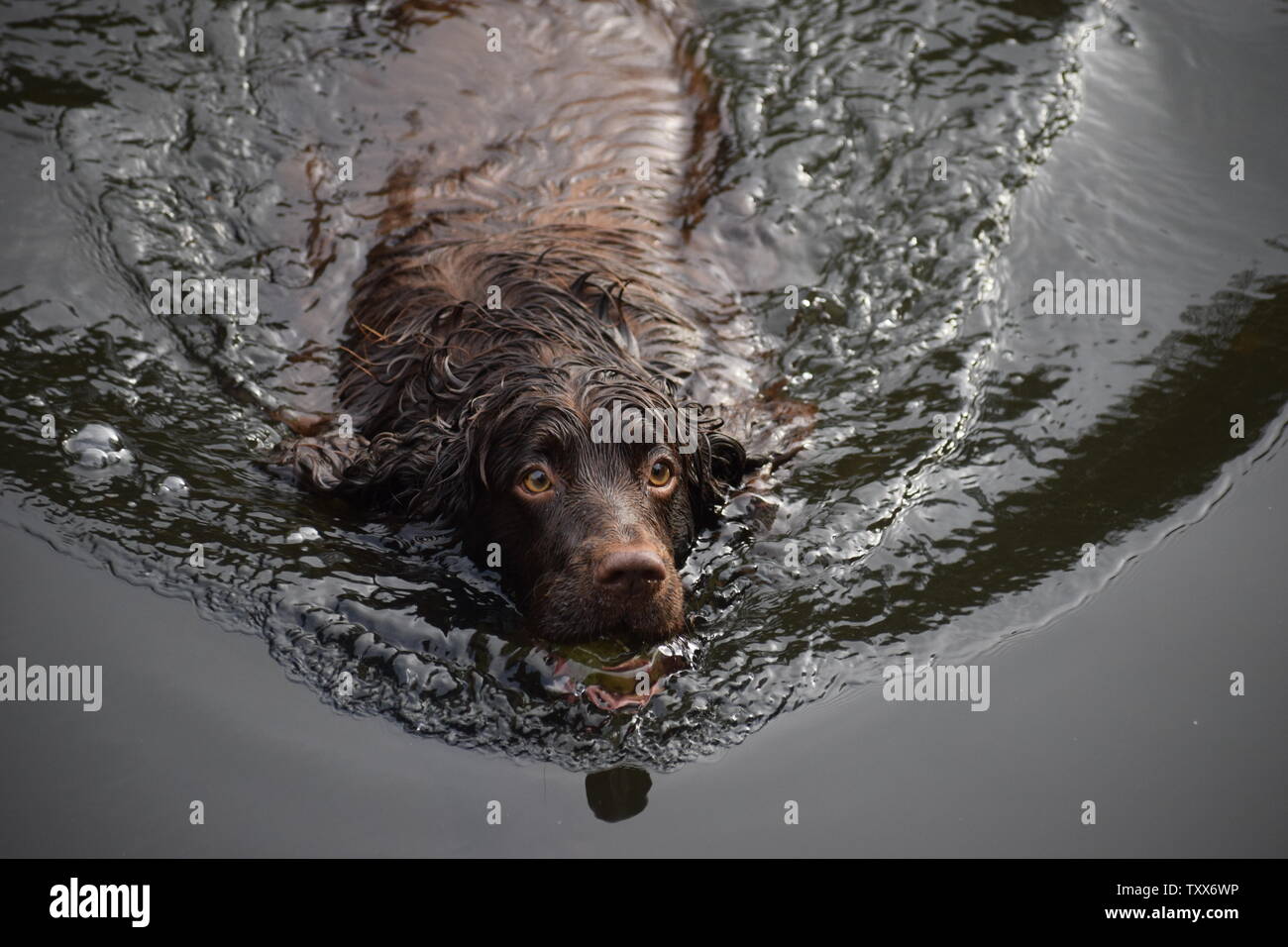 Hund schwimmen im Fluss Stockfoto