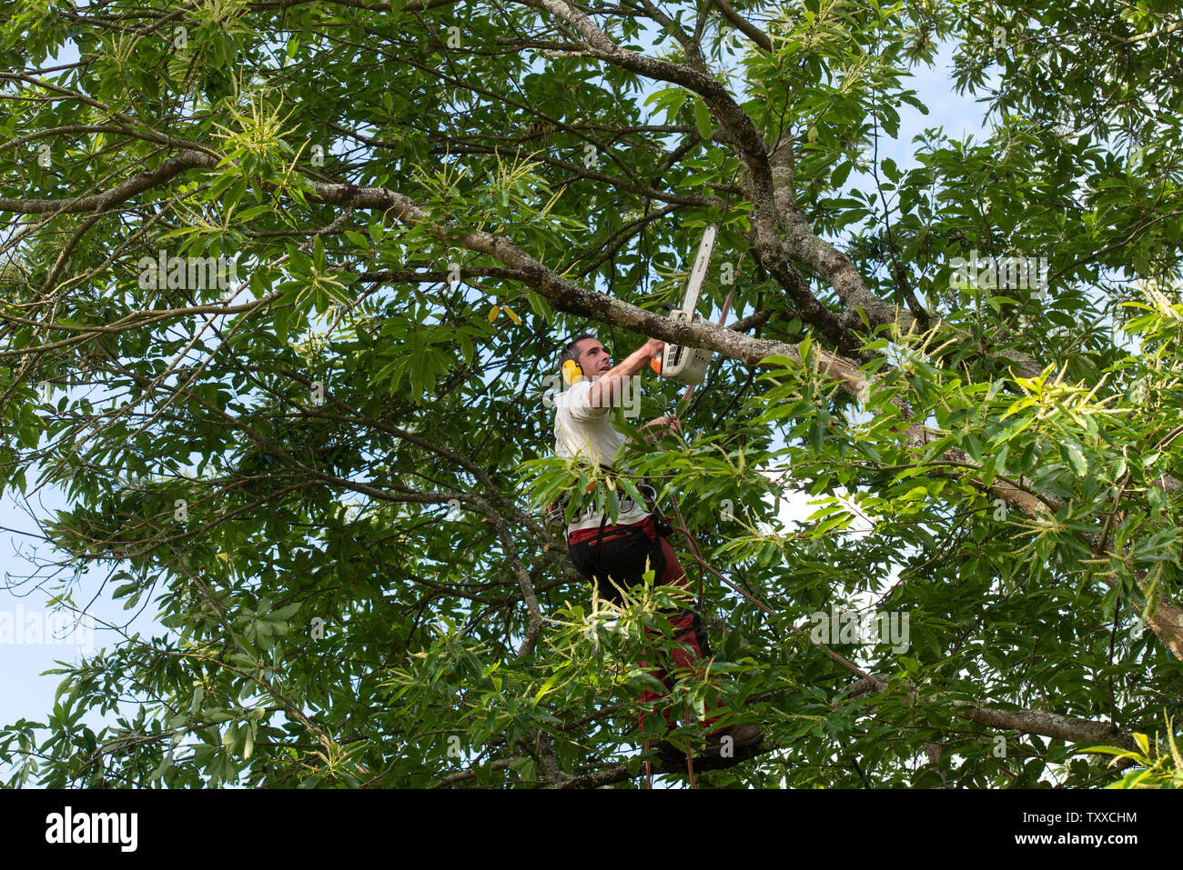 Baumchirurg bei der Arbeit//Baum Chirurgen bei der Arbeit//Élagueurs au Travail. Stockfoto