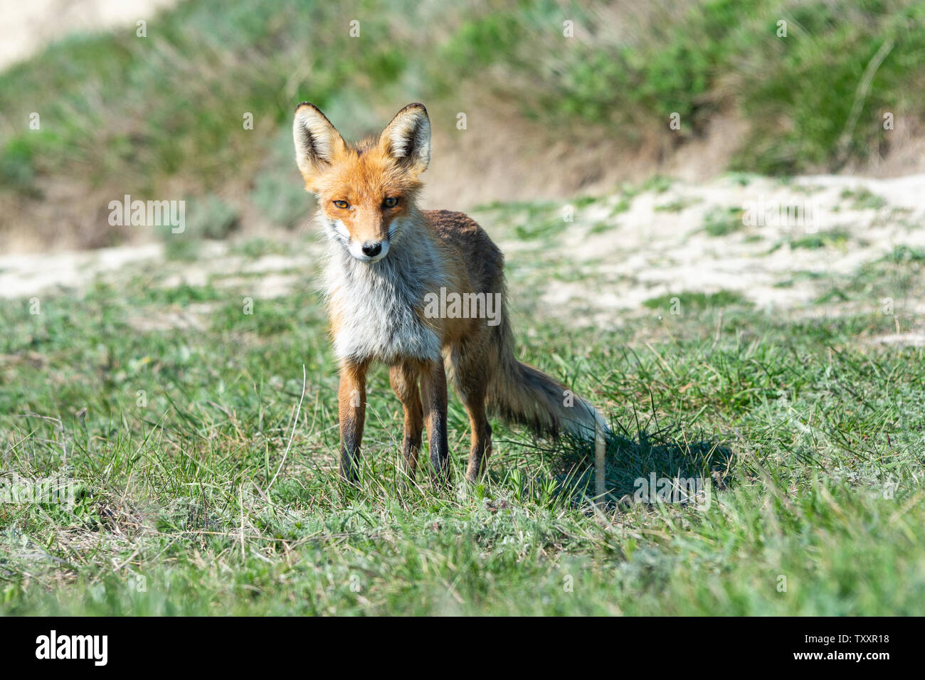 Abgestreift und hungrigen Fuchs in der Wiese Stockfoto