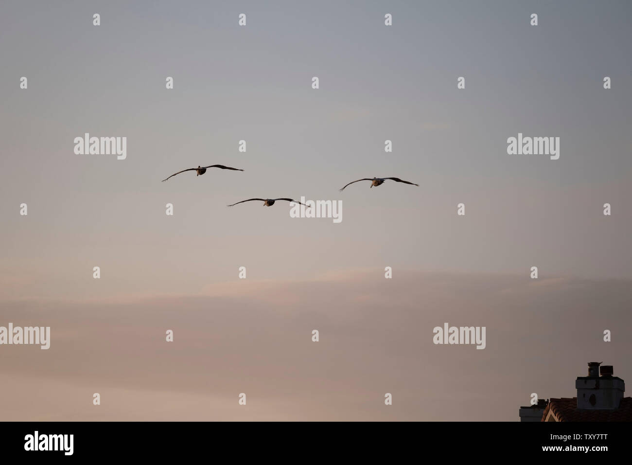 Vögel im Flug über dem Pazifischen Ozean Stockfoto