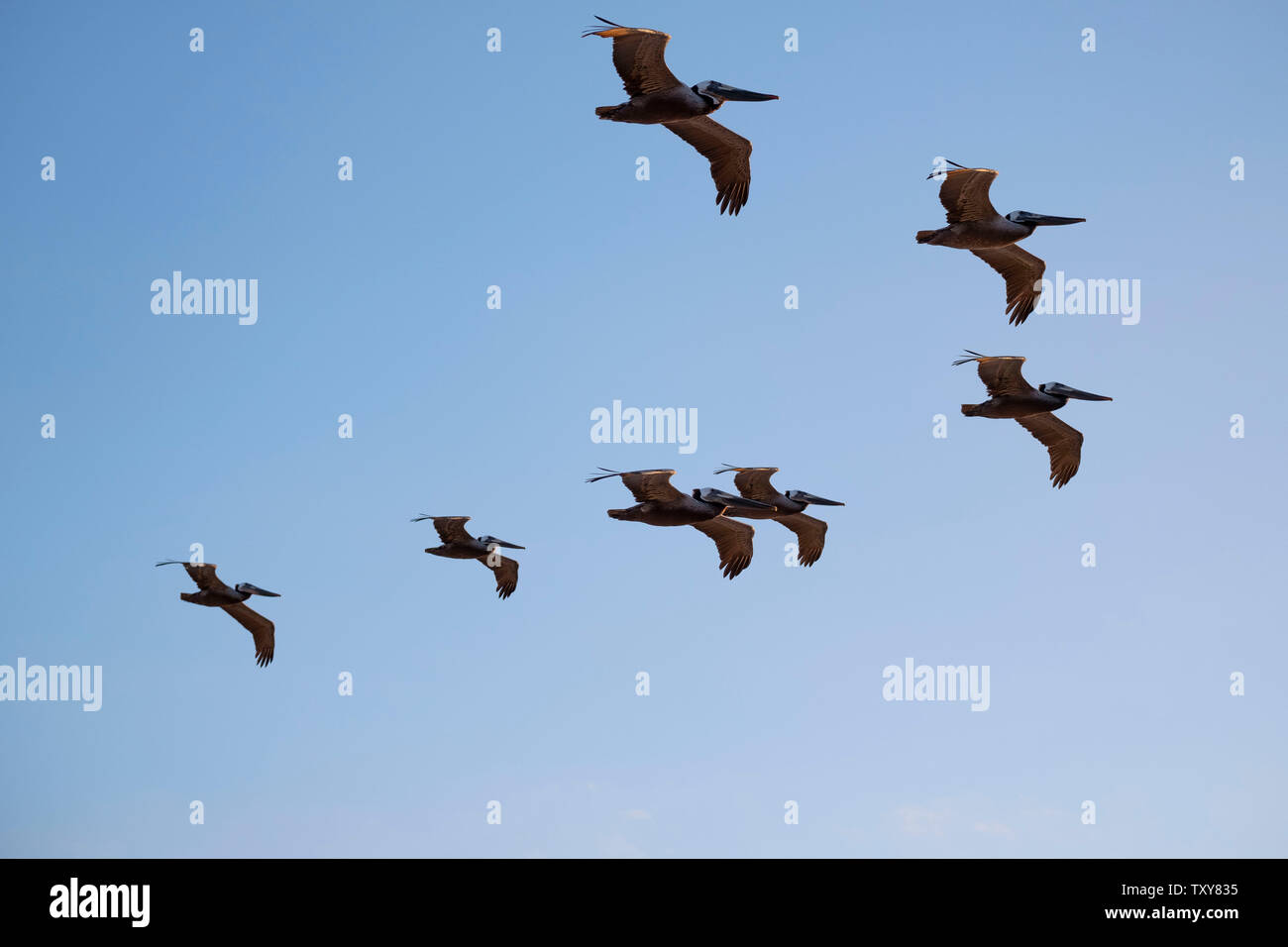 Vögel im Flug über dem Pazifischen Ozean Stockfoto