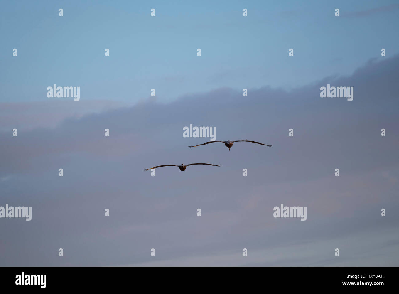 Vögel im Flug über dem Pazifischen Ozean Stockfoto