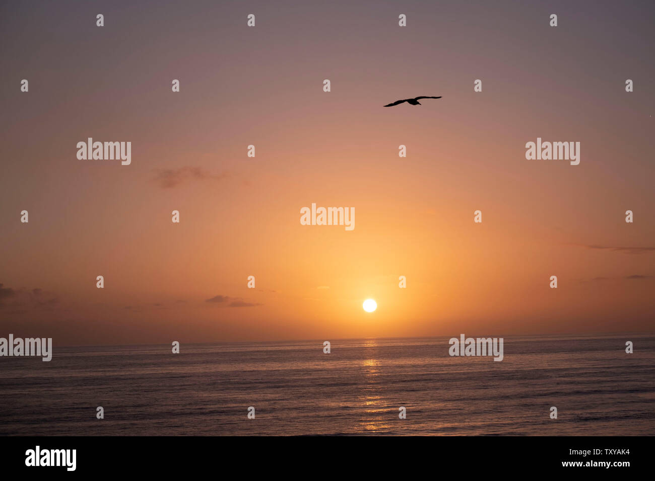 Möwen fliegen die Küste über Encinitas California Stockfoto