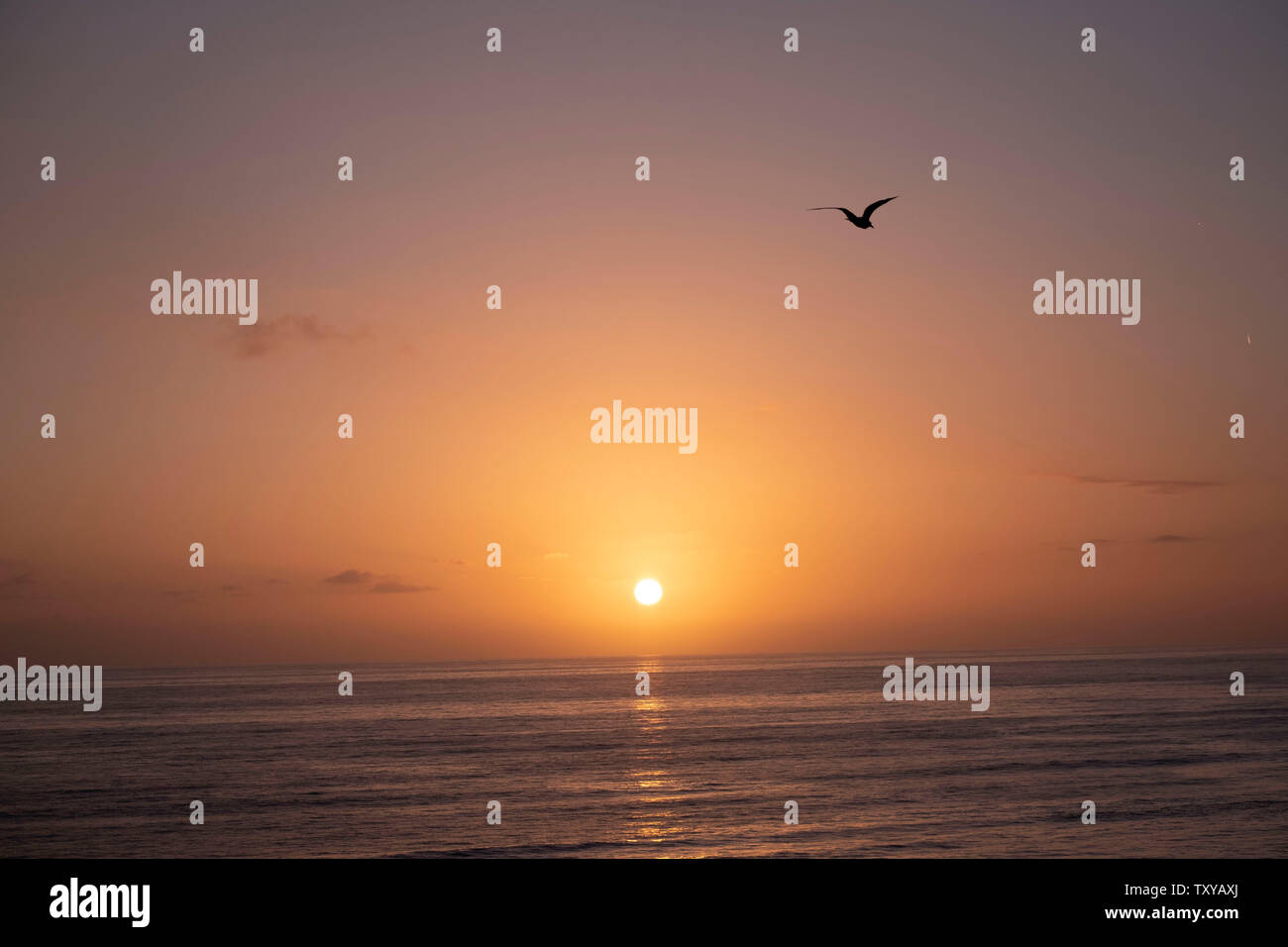 Vögel im Flug über dem Pazifischen Ozean Stockfoto