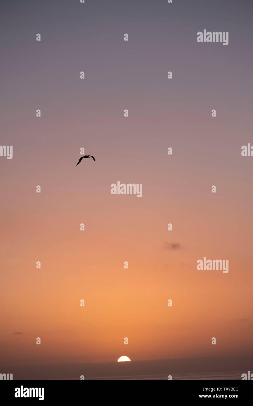 Vögel im Flug über dem Pazifischen Ozean Stockfoto