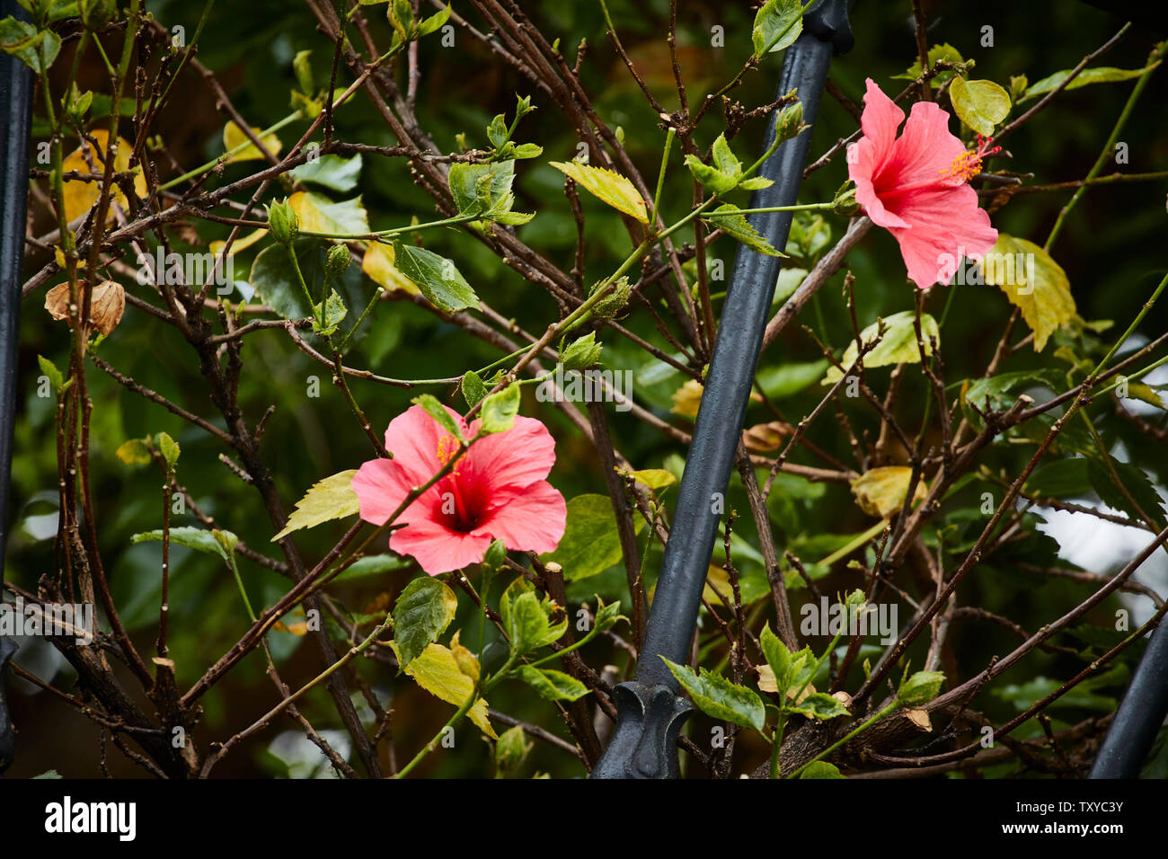 Bougainvillea Blumen, Madeira, Portugal, EU, Europa Stockfoto