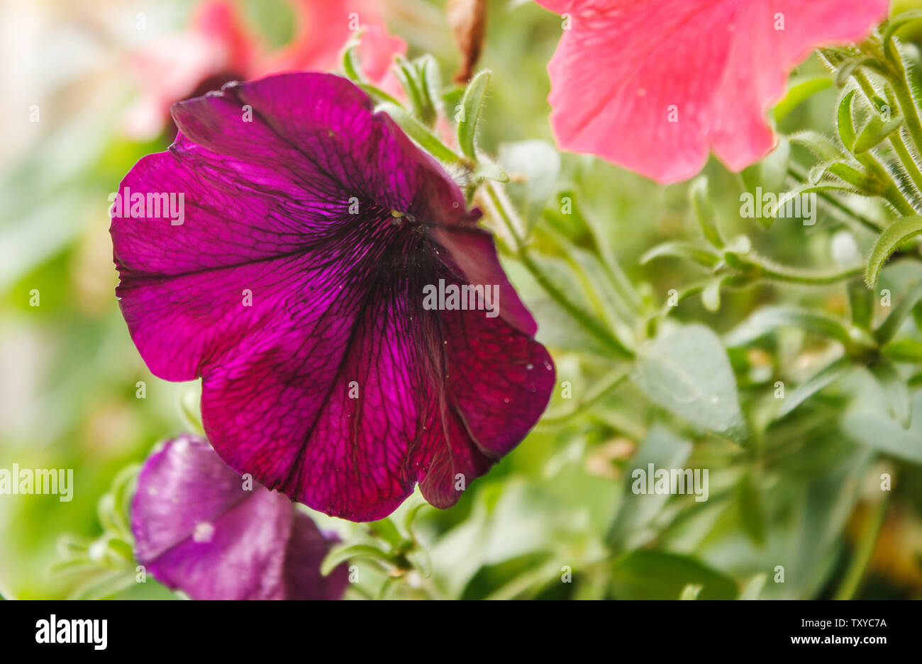 Burgund malve Blume im Garten im Sommer Tag closeup Stockfoto