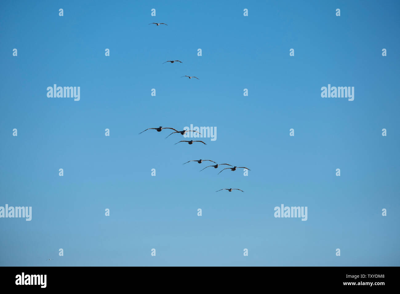 Möwen fliegen die Küste über Encinitas California Stockfoto