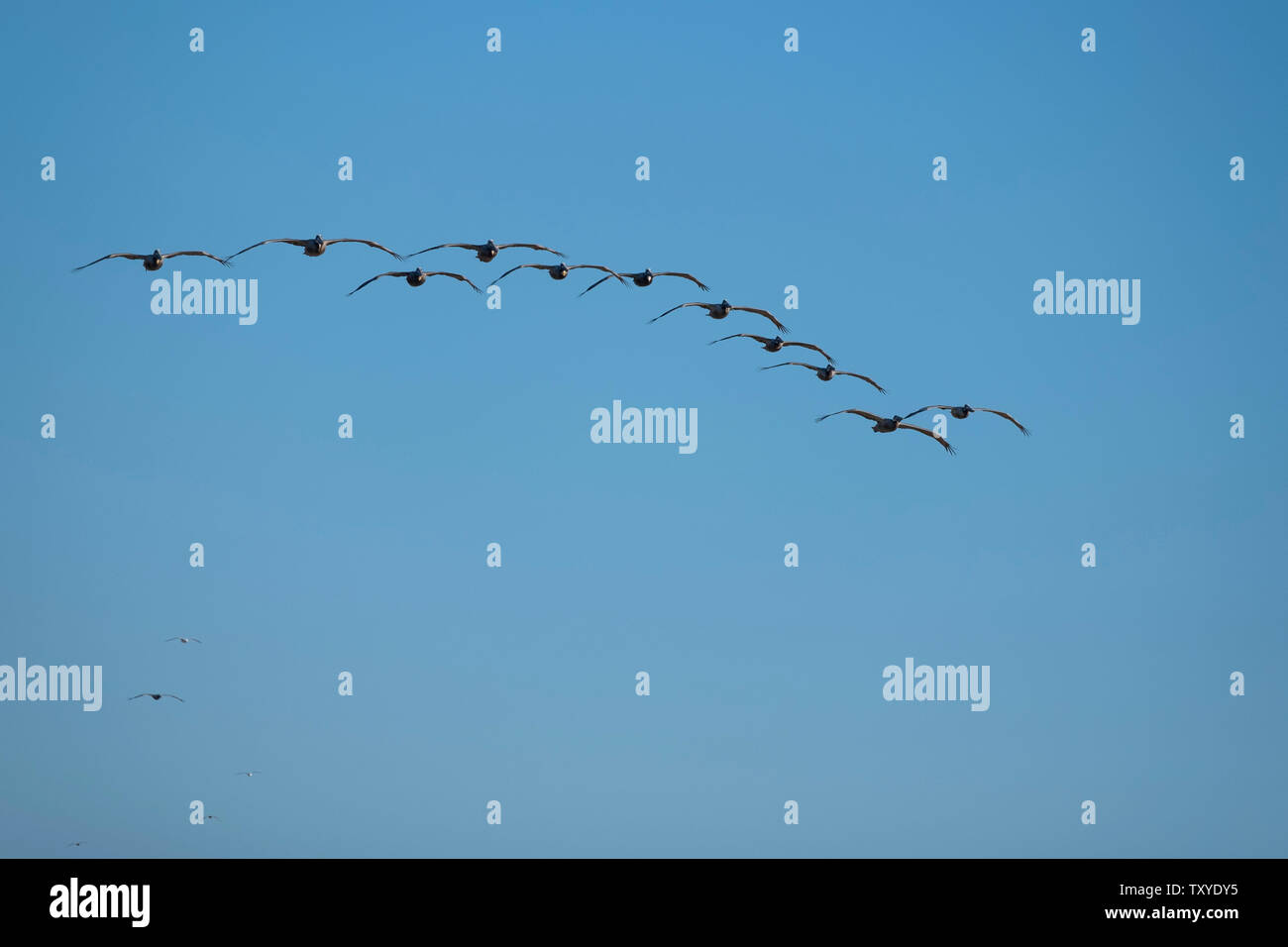 Vögel im Flug über dem Pazifischen Ozean Stockfoto