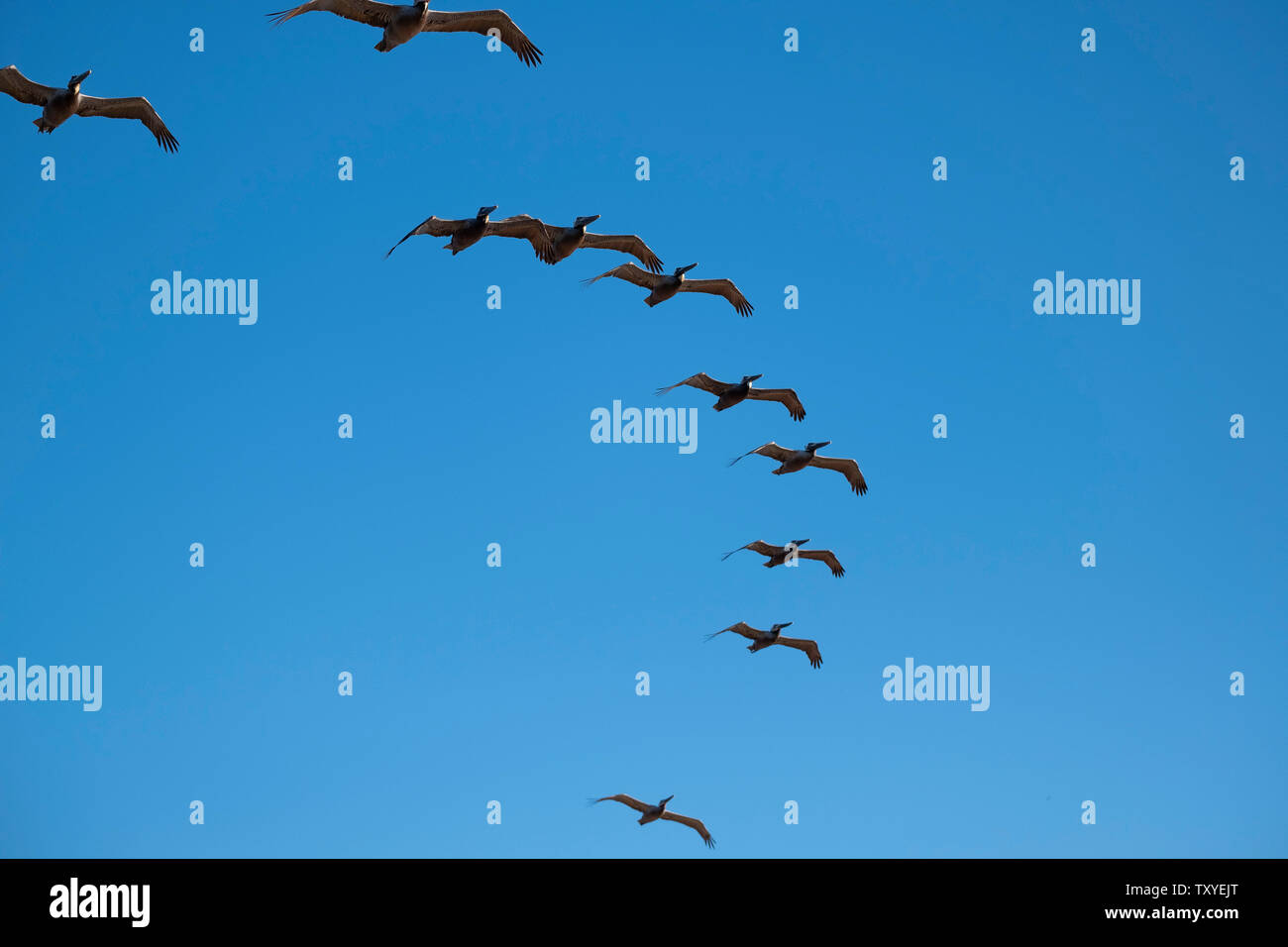 Möwen fliegen die Küste über Encinitas California Stockfoto