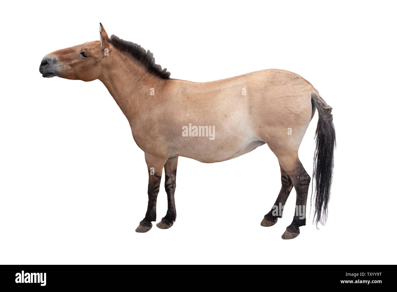 Pferd schließen bis auf weißem Hintergrund. Stockfoto