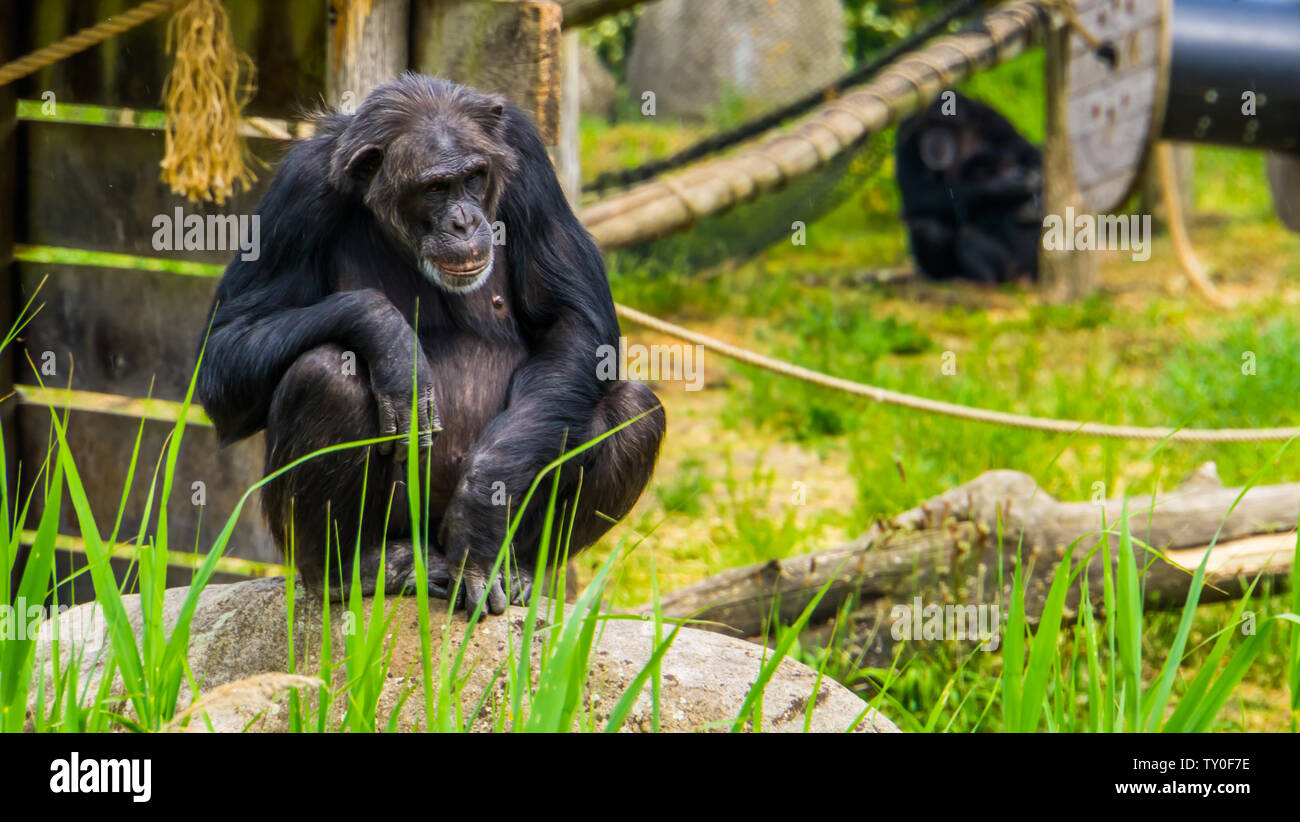 Closeup Portrait eines westlichen Schimpansen, kritisch bedrohte Primaten specie aus Afrika Stockfoto