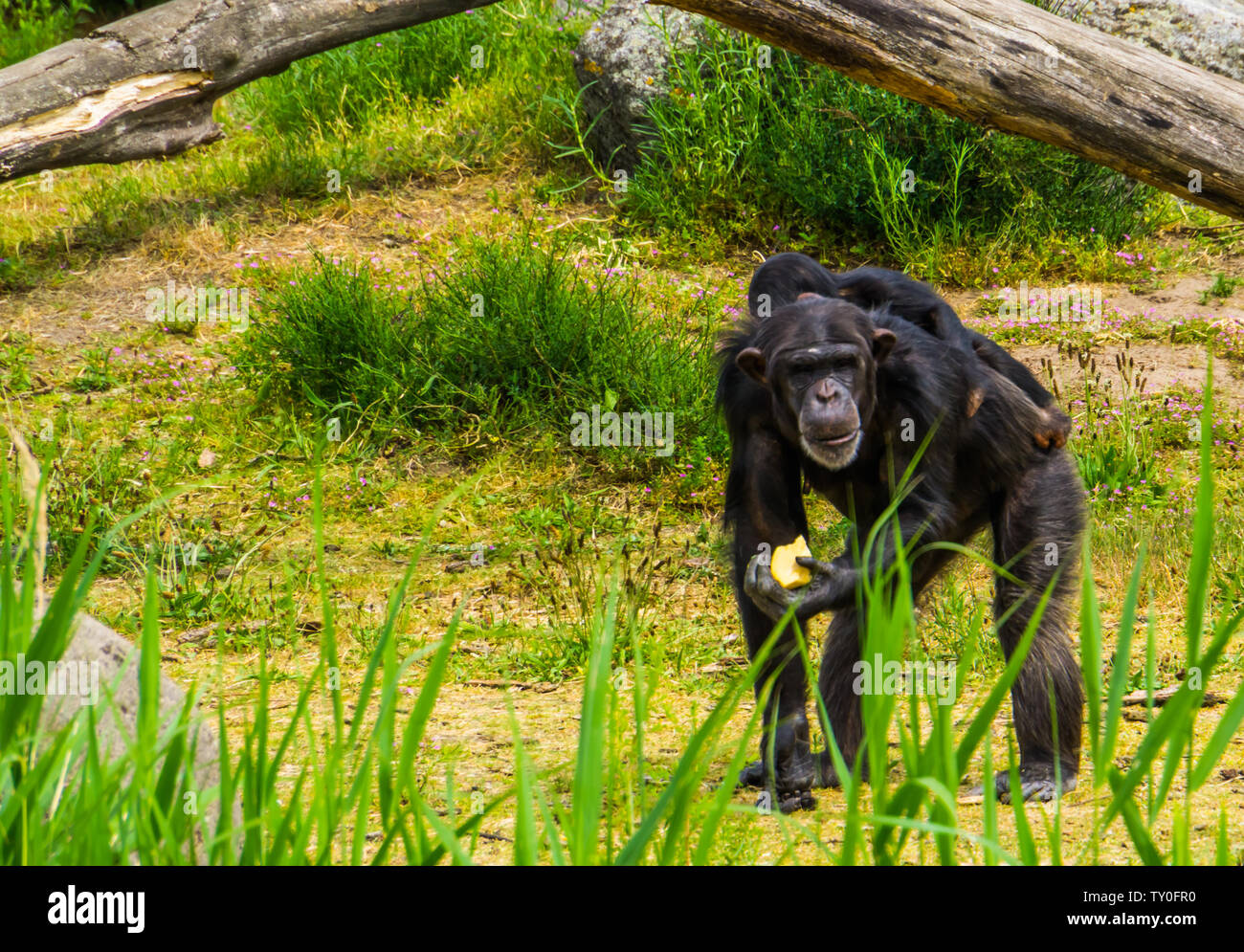 Nahaufnahme eines westlichen Schimpansen holding Essen und ein junger Schimpanse auf dem Rücken, vom Aussterben bedrohten Tierart aus Afrika Stockfoto